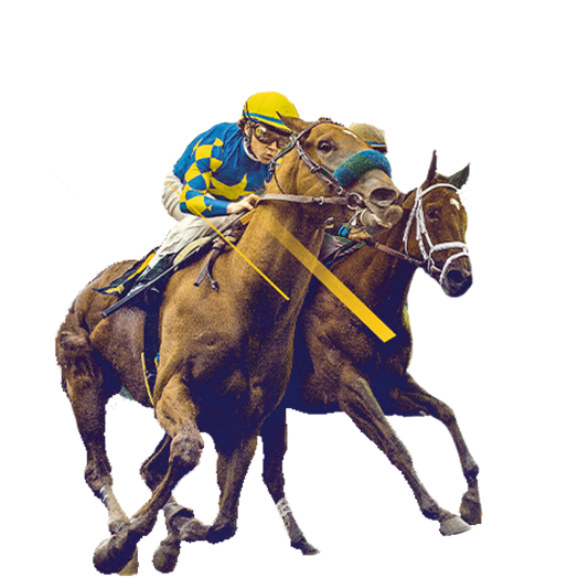 Flutter Processes 35m Bets as Punters Celebrate a Century of Cheltenham